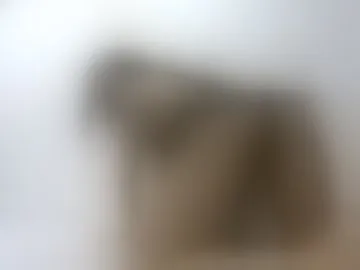 aylinrose458707