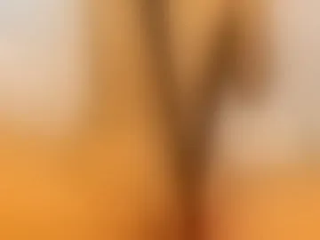 ellie_apex